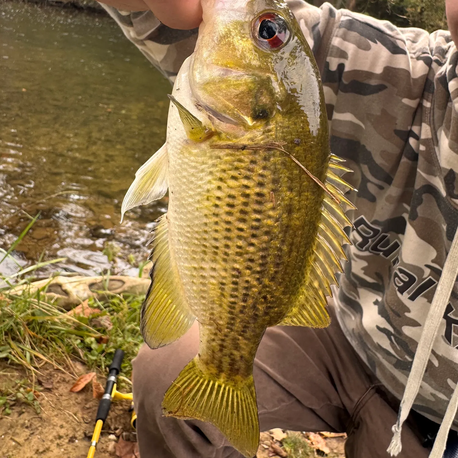 Rock bass caught on Fishbrain
