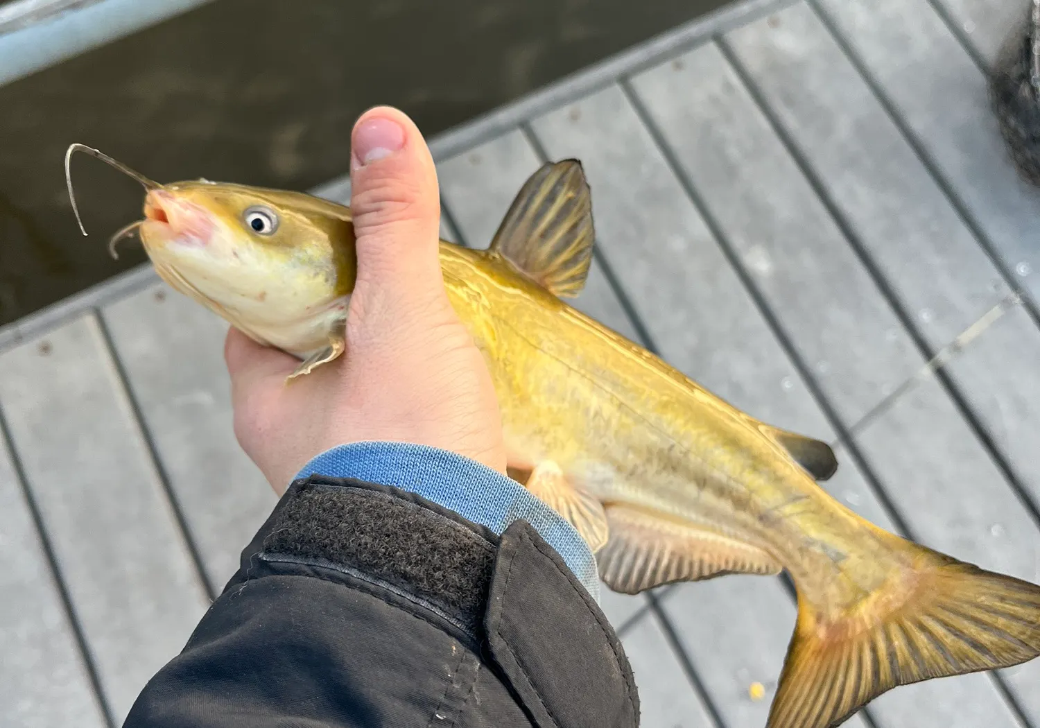 White bullhead