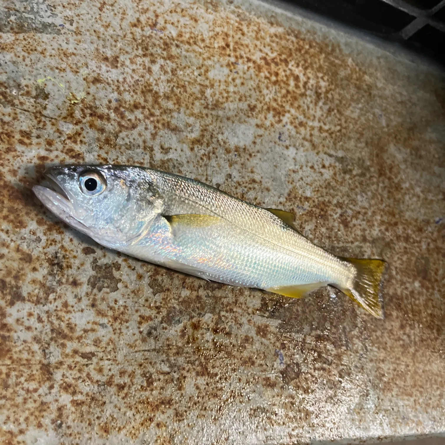 The most recent Queenfish catches on Fishbrain