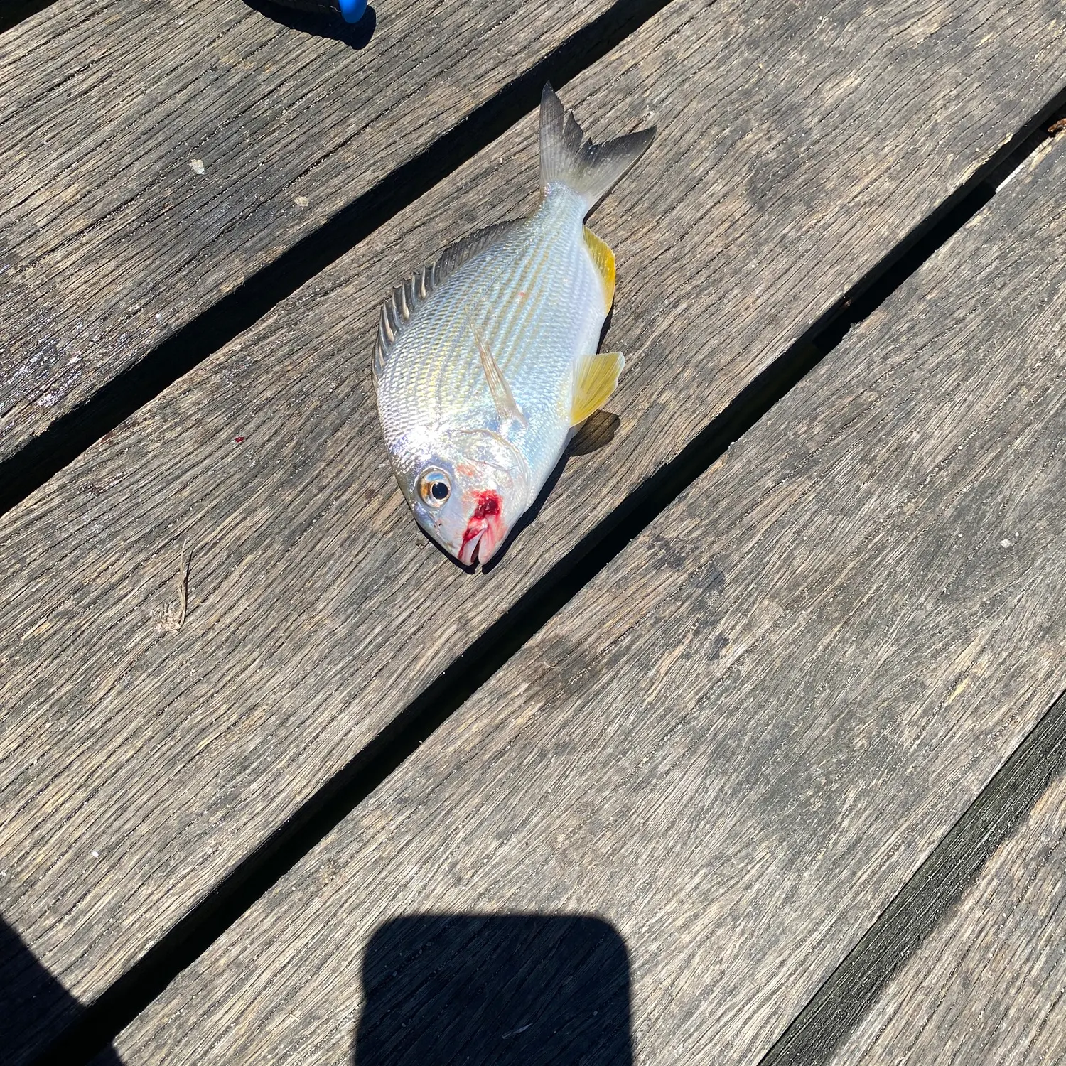 The most recent Goldlined seabream catches on Fishbrain