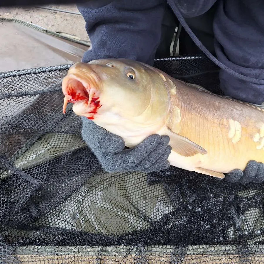 The most recent Leather carp catches on Fishbrain