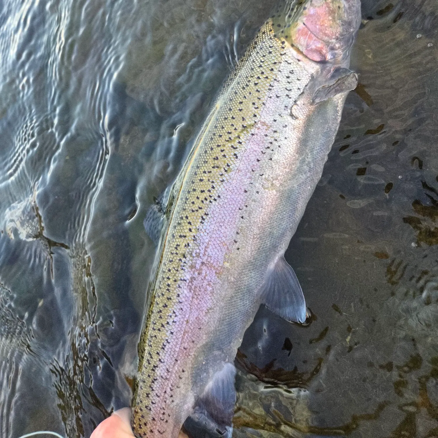 Steelhead caught on Fishbrain