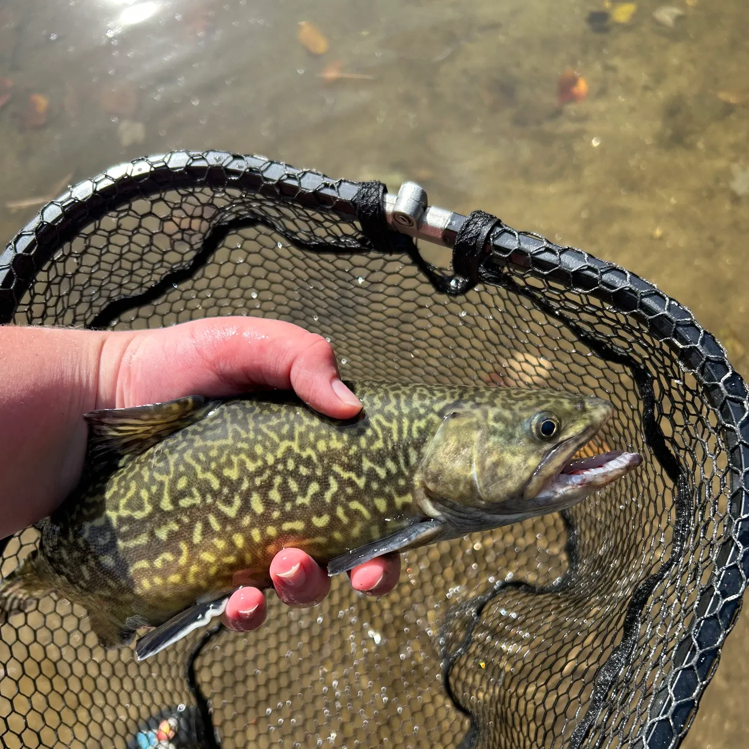 Tiger trout caught on Fishbrain