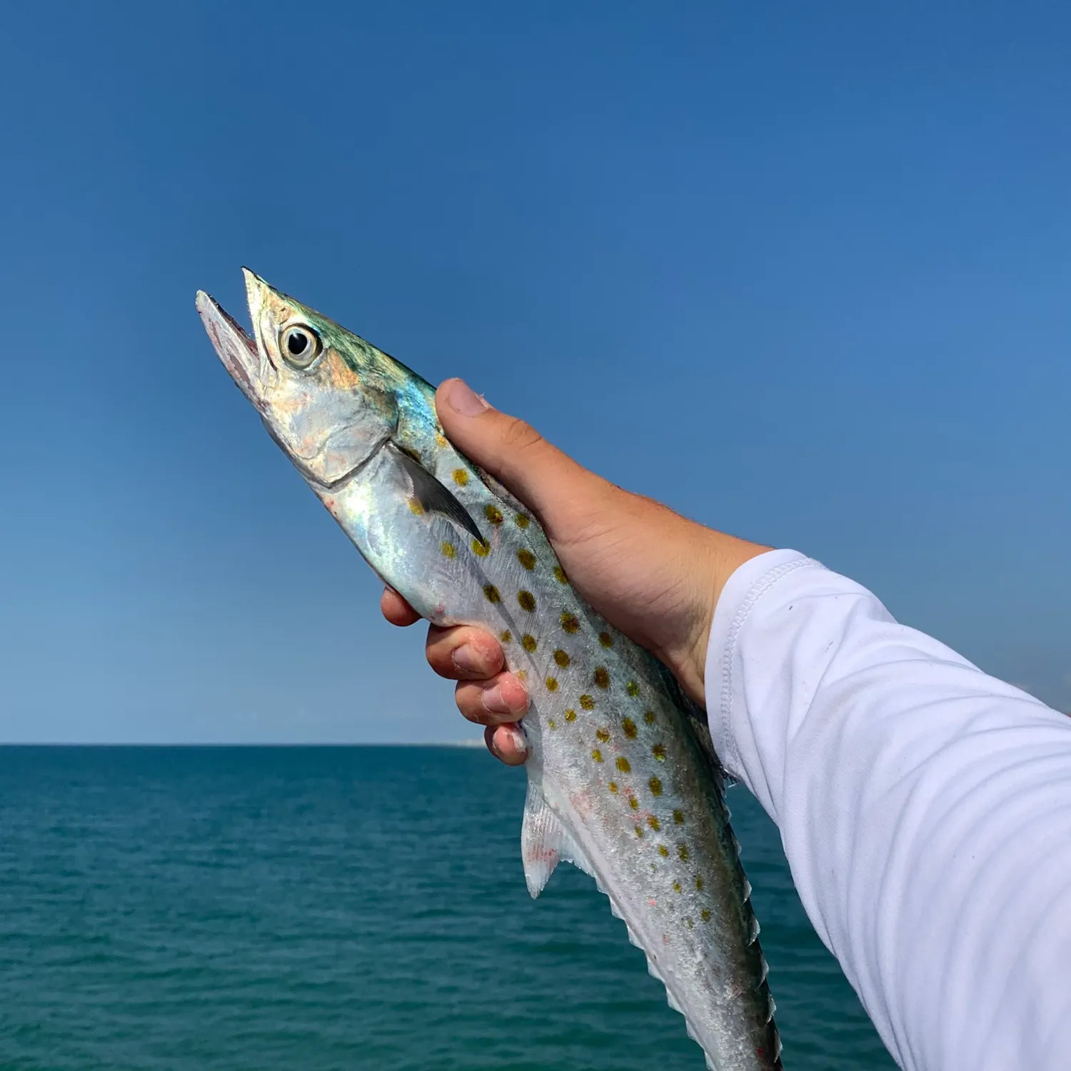 Spanish mackerel caught on Fishbrain