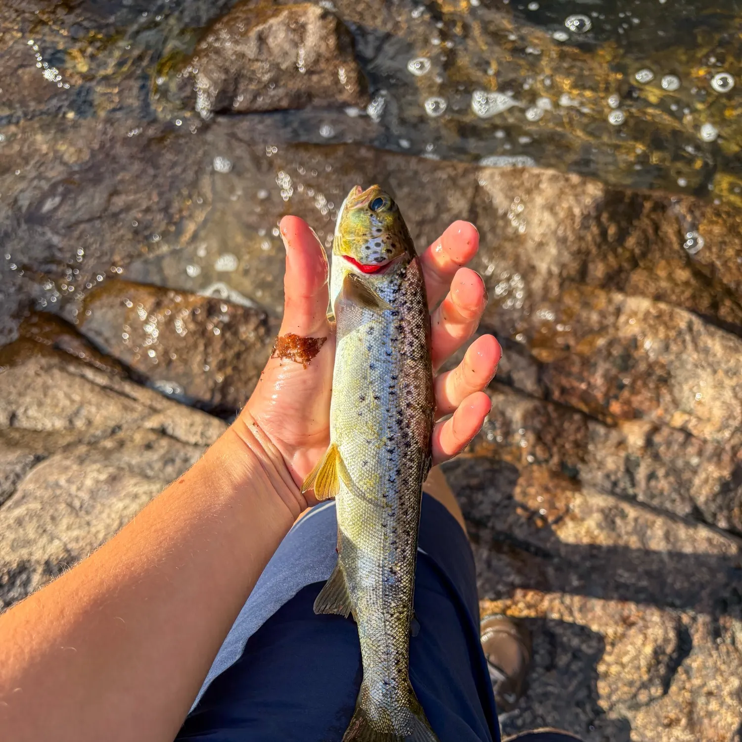 Landlocked atlantic salmon caught on Fishbrain