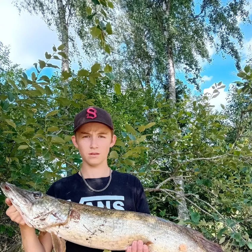Northern pike caught on Fishbrain