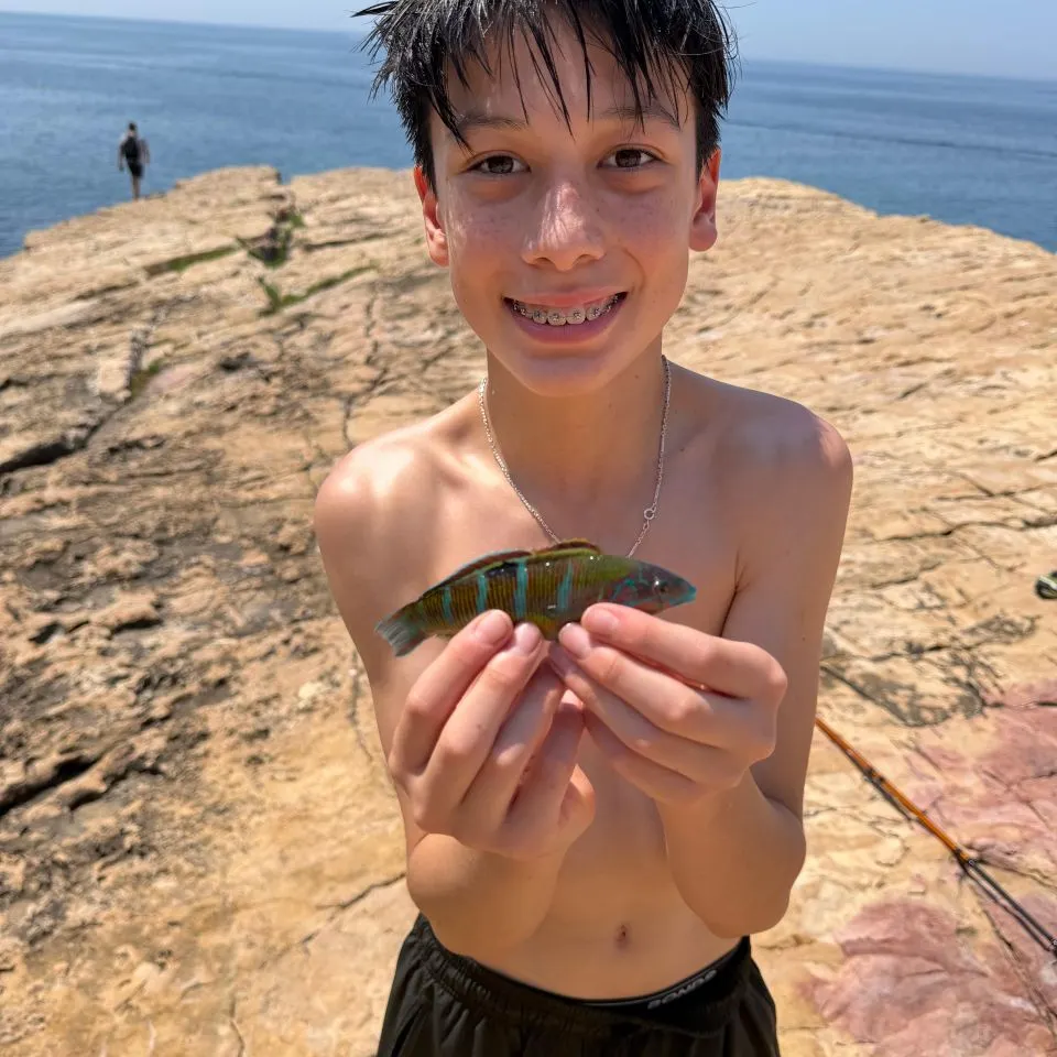 The most recent Queen parrotfish catches on Fishbrain