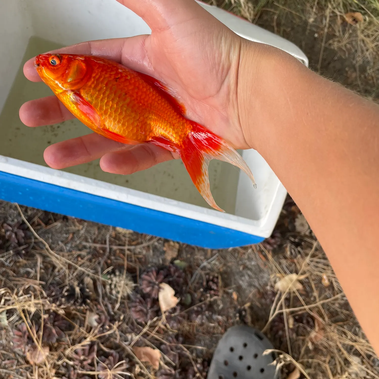 catch
