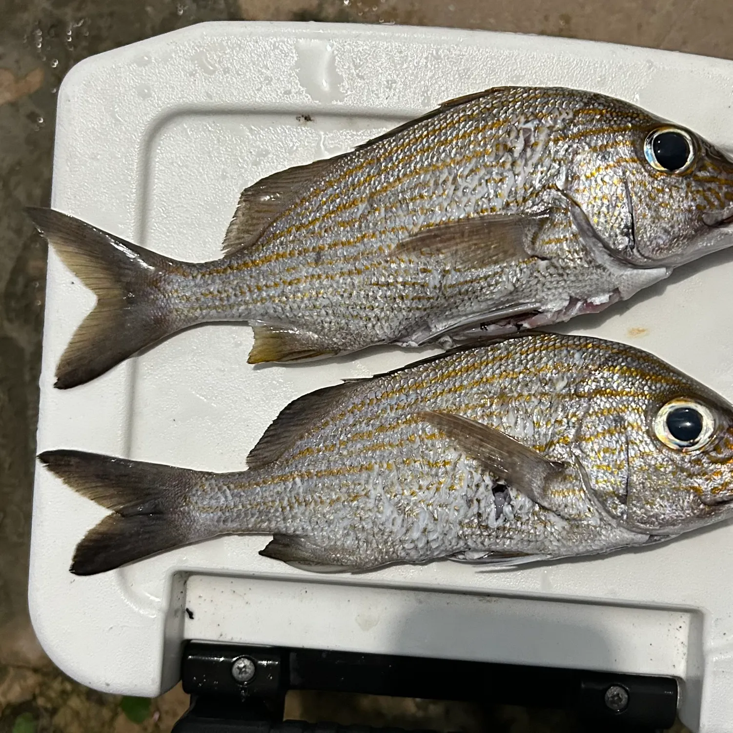 The most recent Caesar grunt catches on Fishbrain