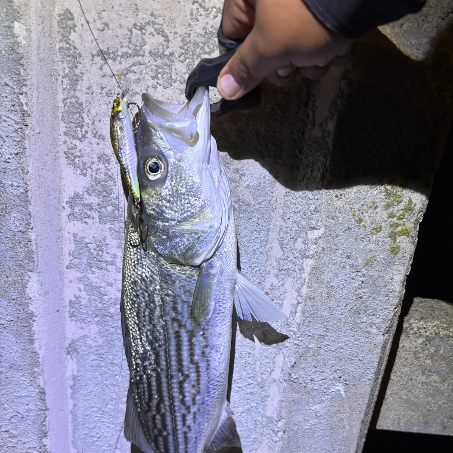Striped bass caught on Fishbrain