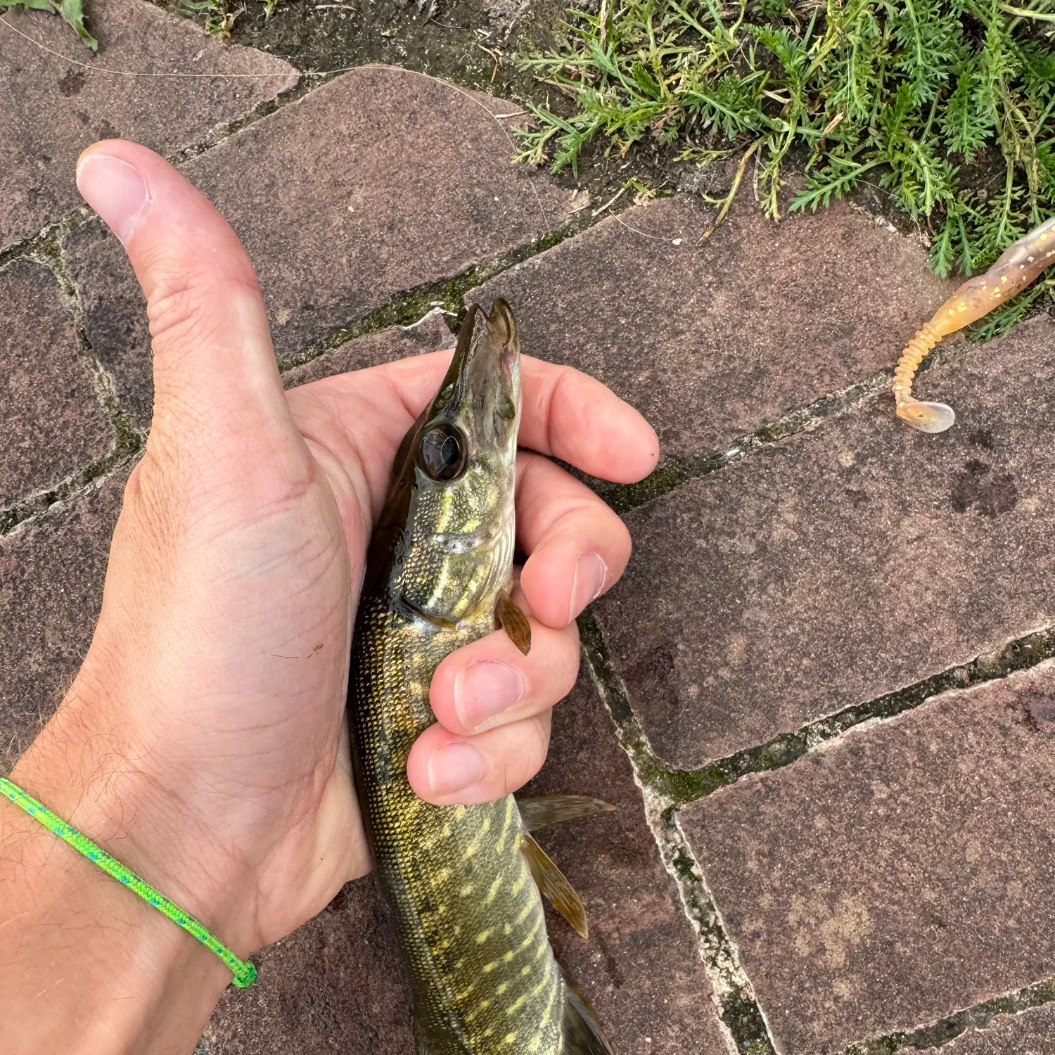 Northern pike caught on Fishbrain