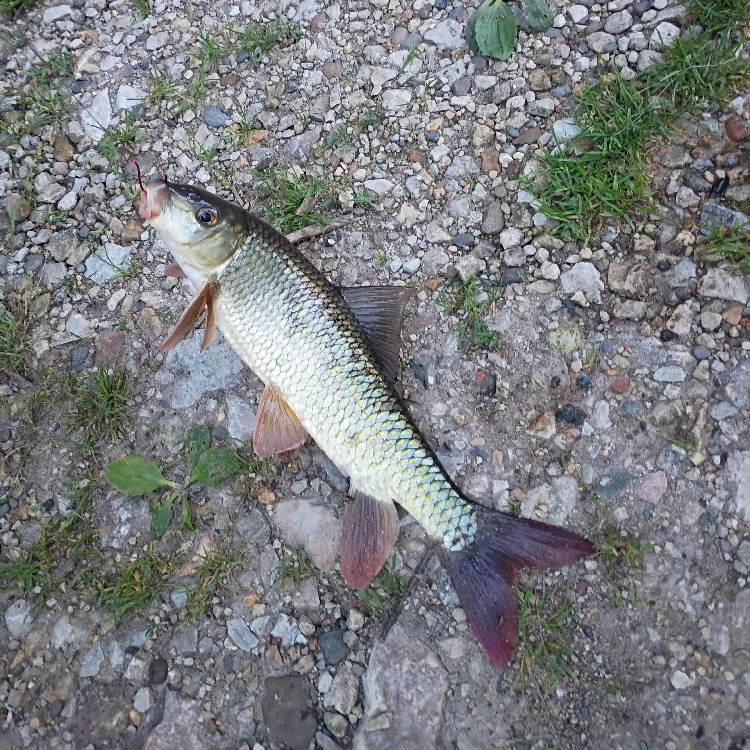 The most recent June sucker catches on Fishbrain