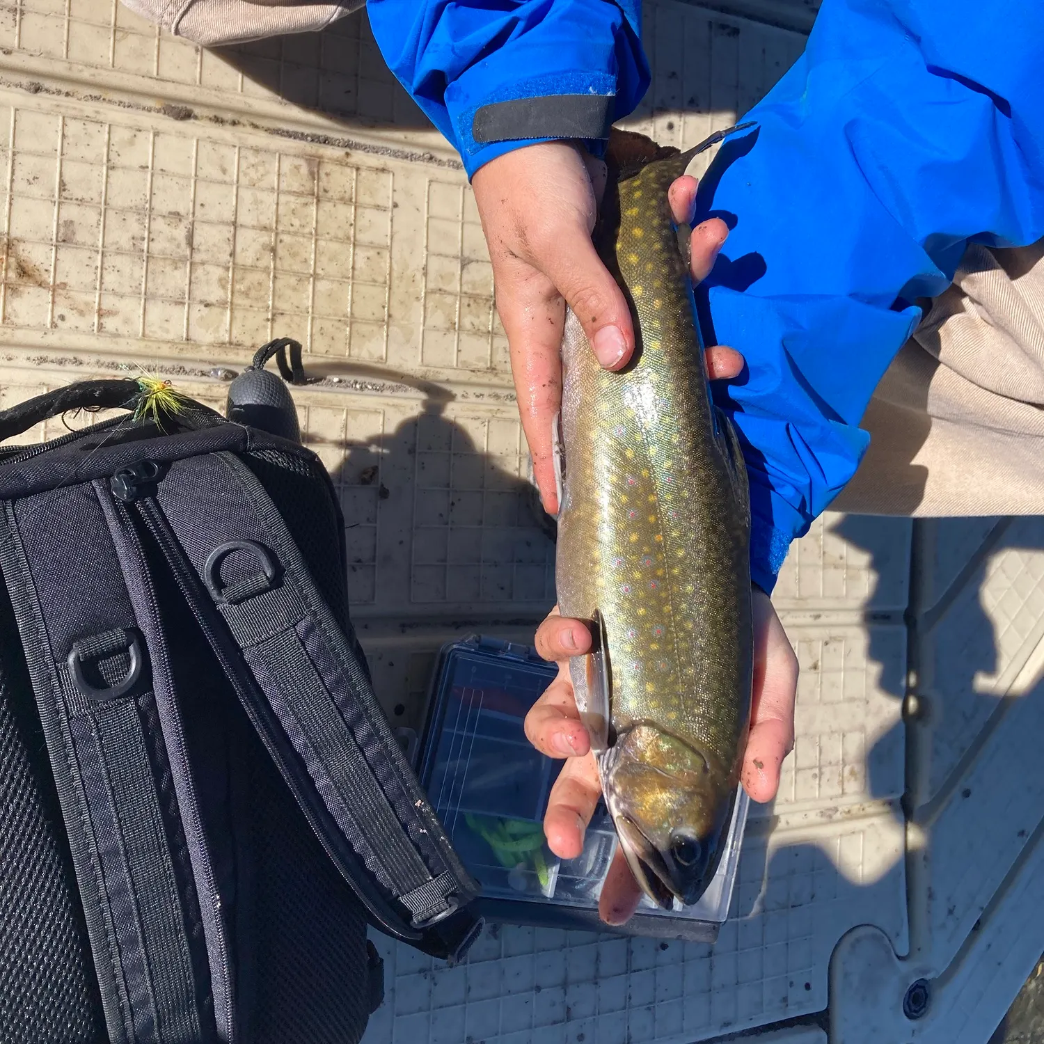Brook trout caught on Fishbrain