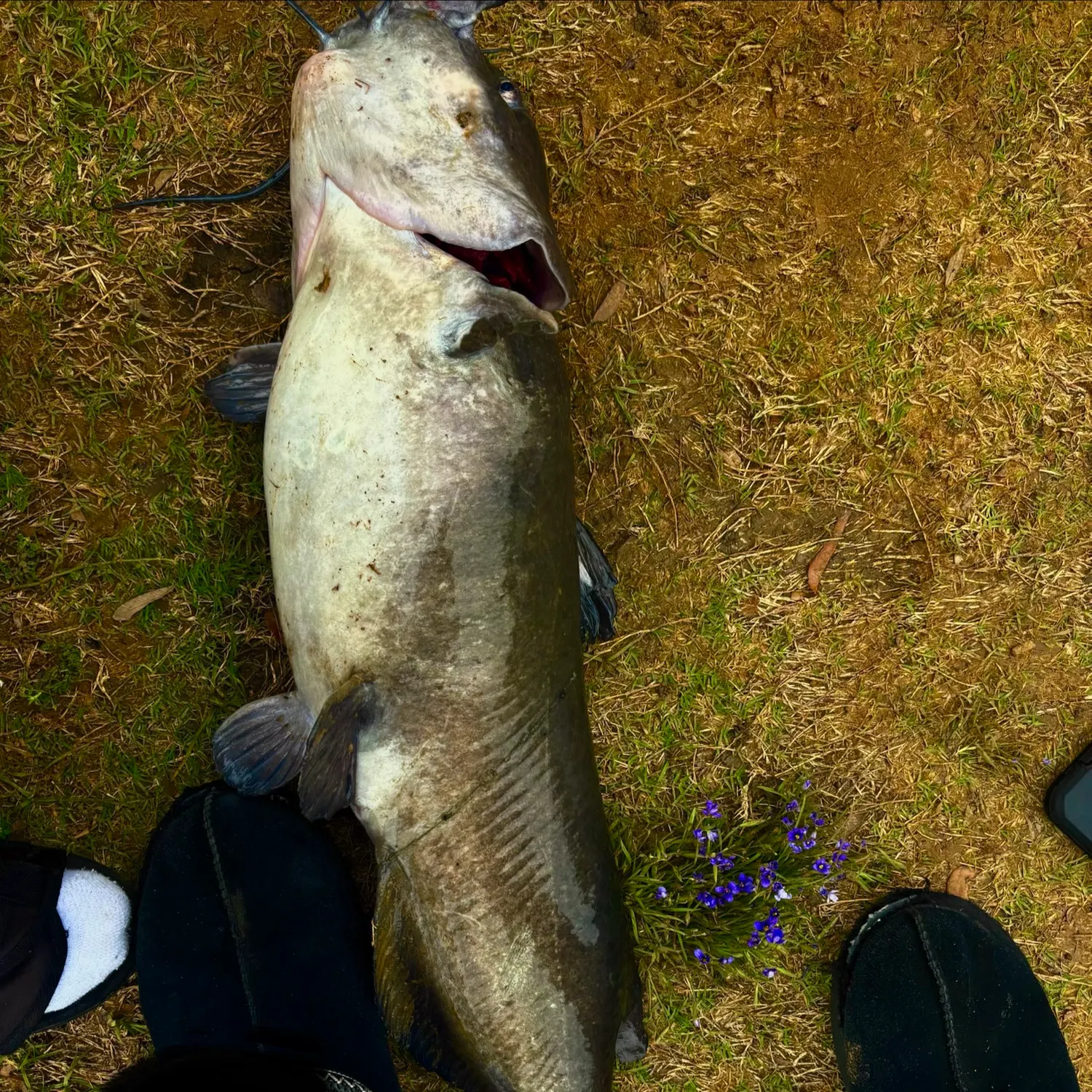 Channel catfish caught on Fishbrain