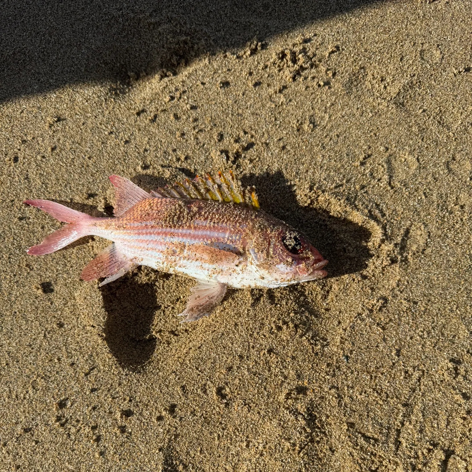 The most recent Common squirrelfish catches on Fishbrain