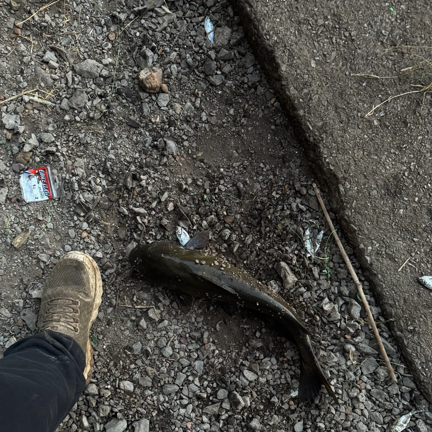 Channel catfish caught on Fishbrain