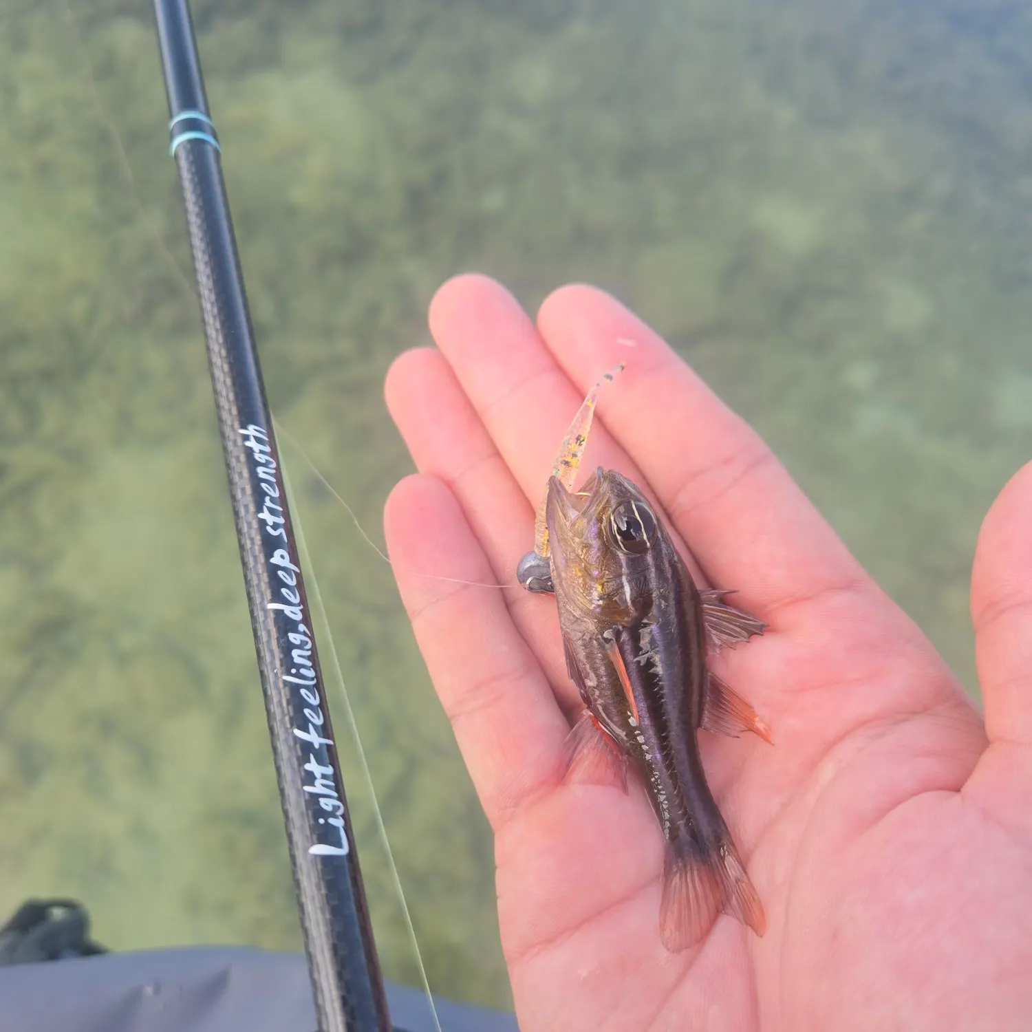The most recent Cook's cardinalfish catches on Fishbrain