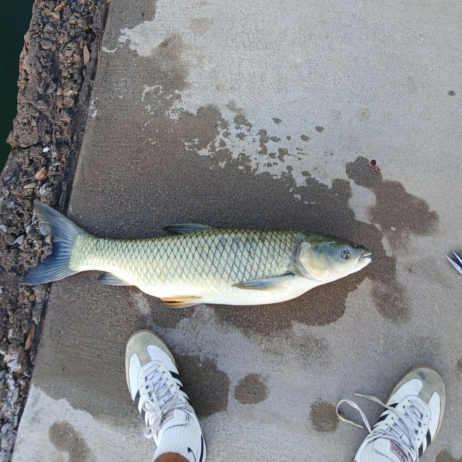 Grass carp caught on Fishbrain