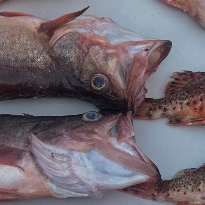 The most recent Bocaccio rockfish catches on Fishbrain
