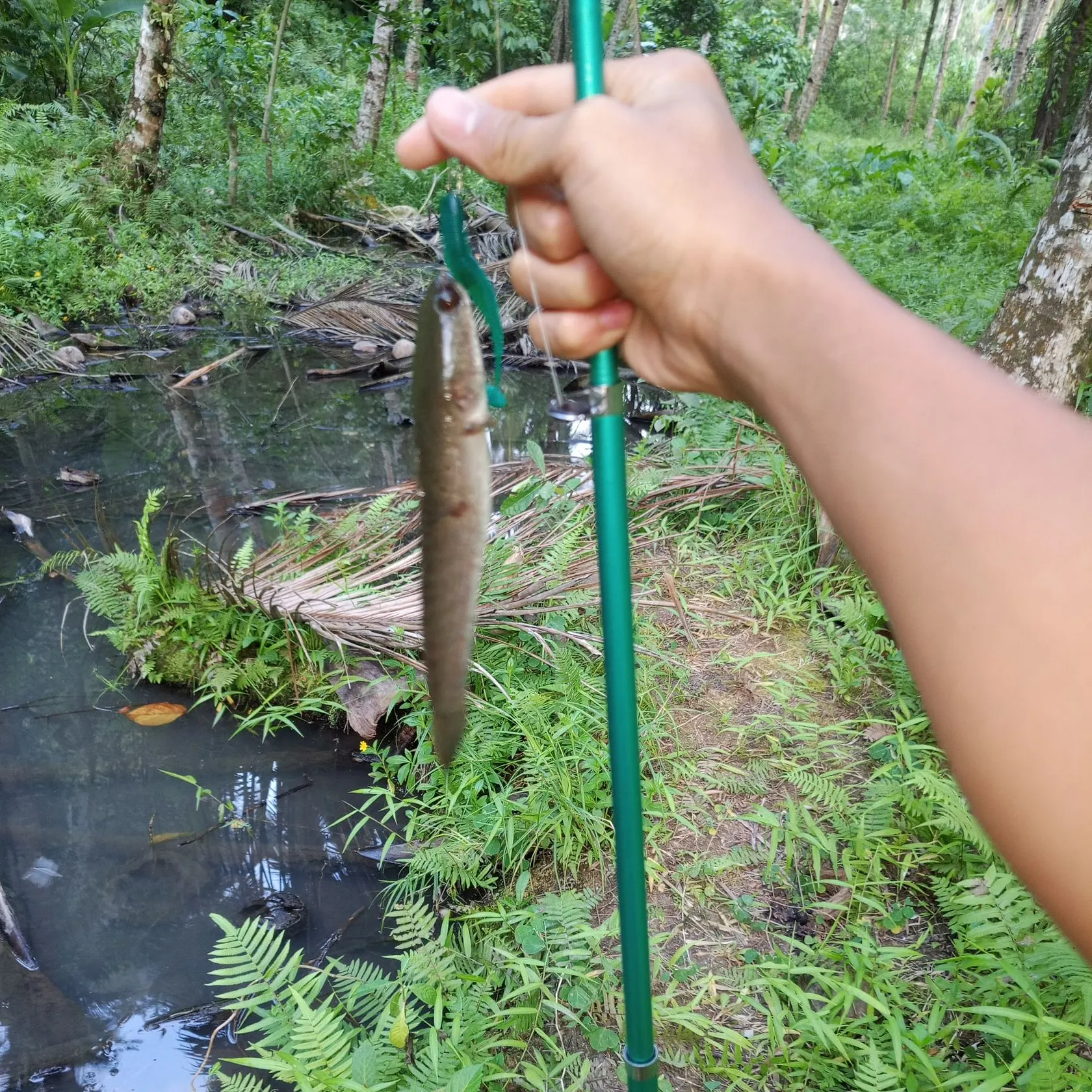 Bullseye snakehead caught on Fishbrain