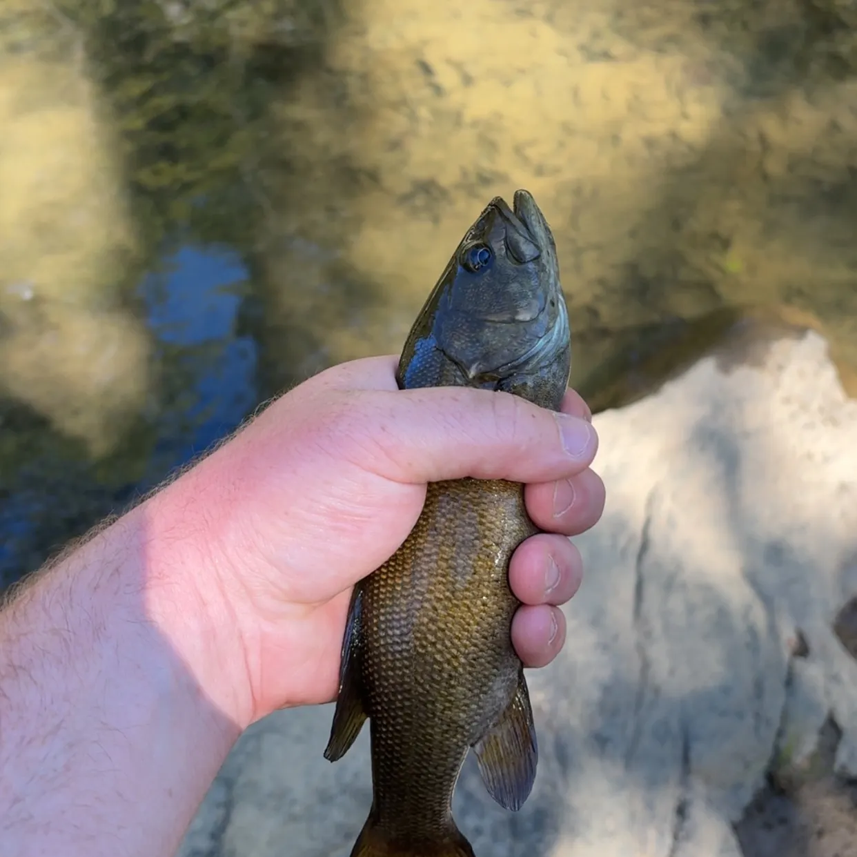 Smallmouth bass caught on Fishbrain