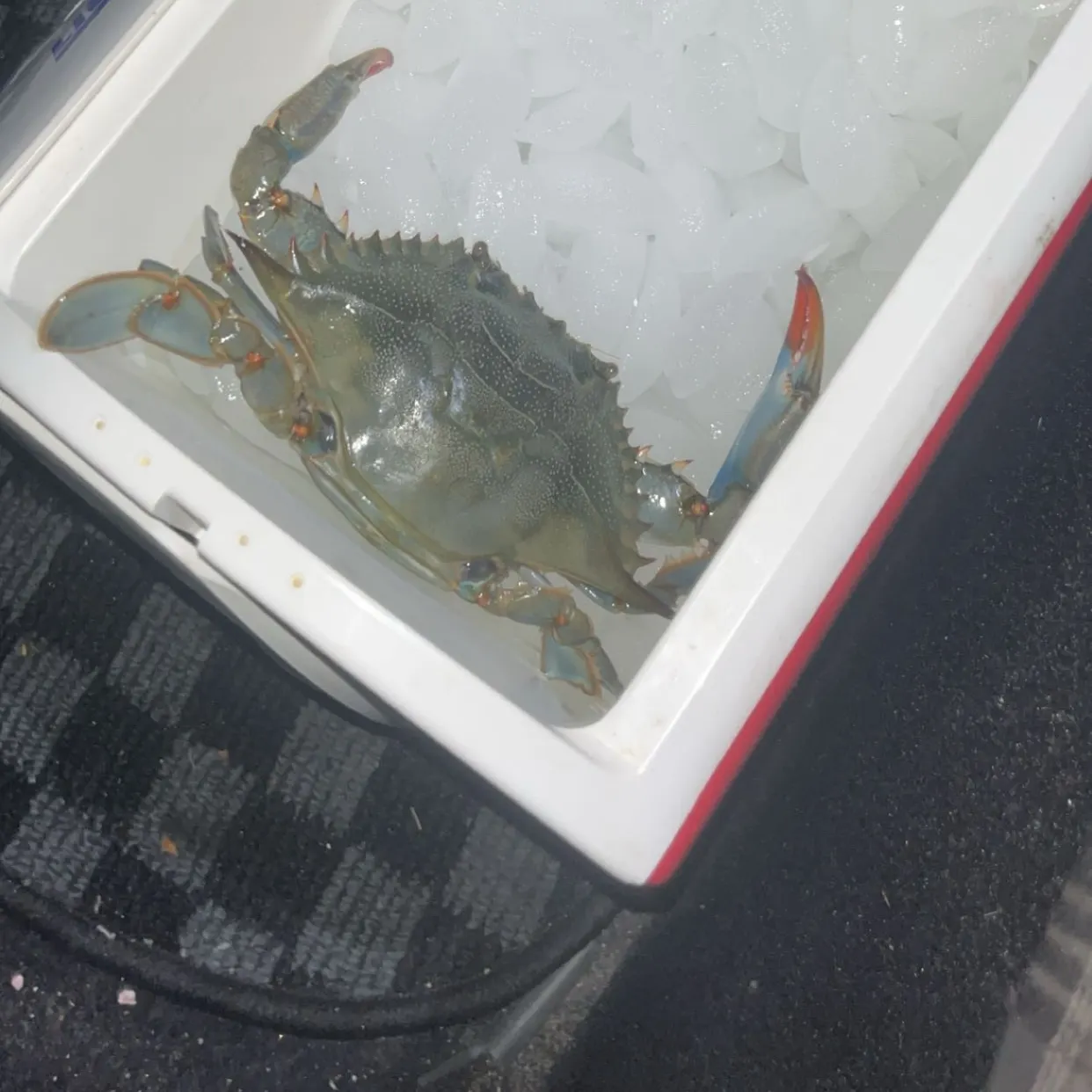 The most recent Blue crab catches on Fishbrain