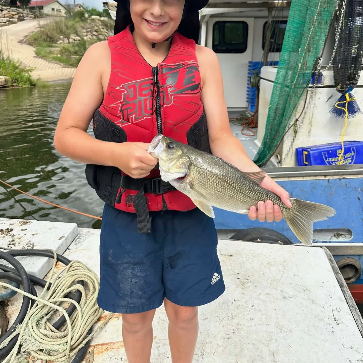 The most recent Australian bass catches on Fishbrain