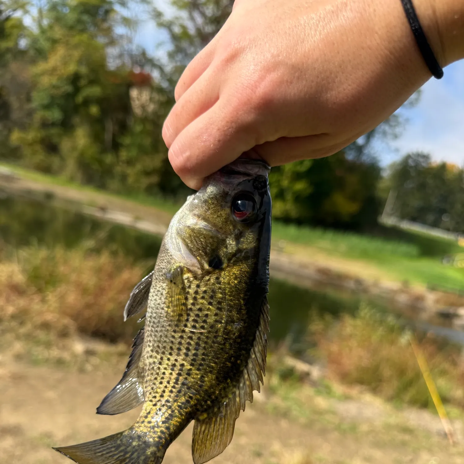 Rock bass caught on Fishbrain