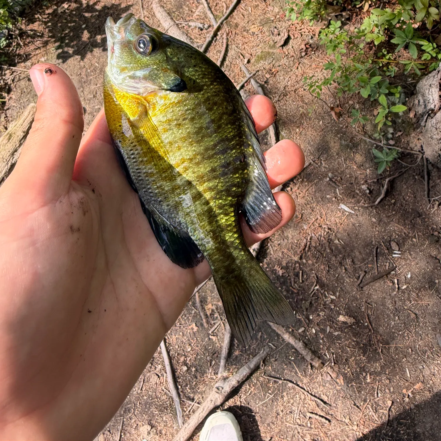 The most recent Bluegill catches on Fishbrain