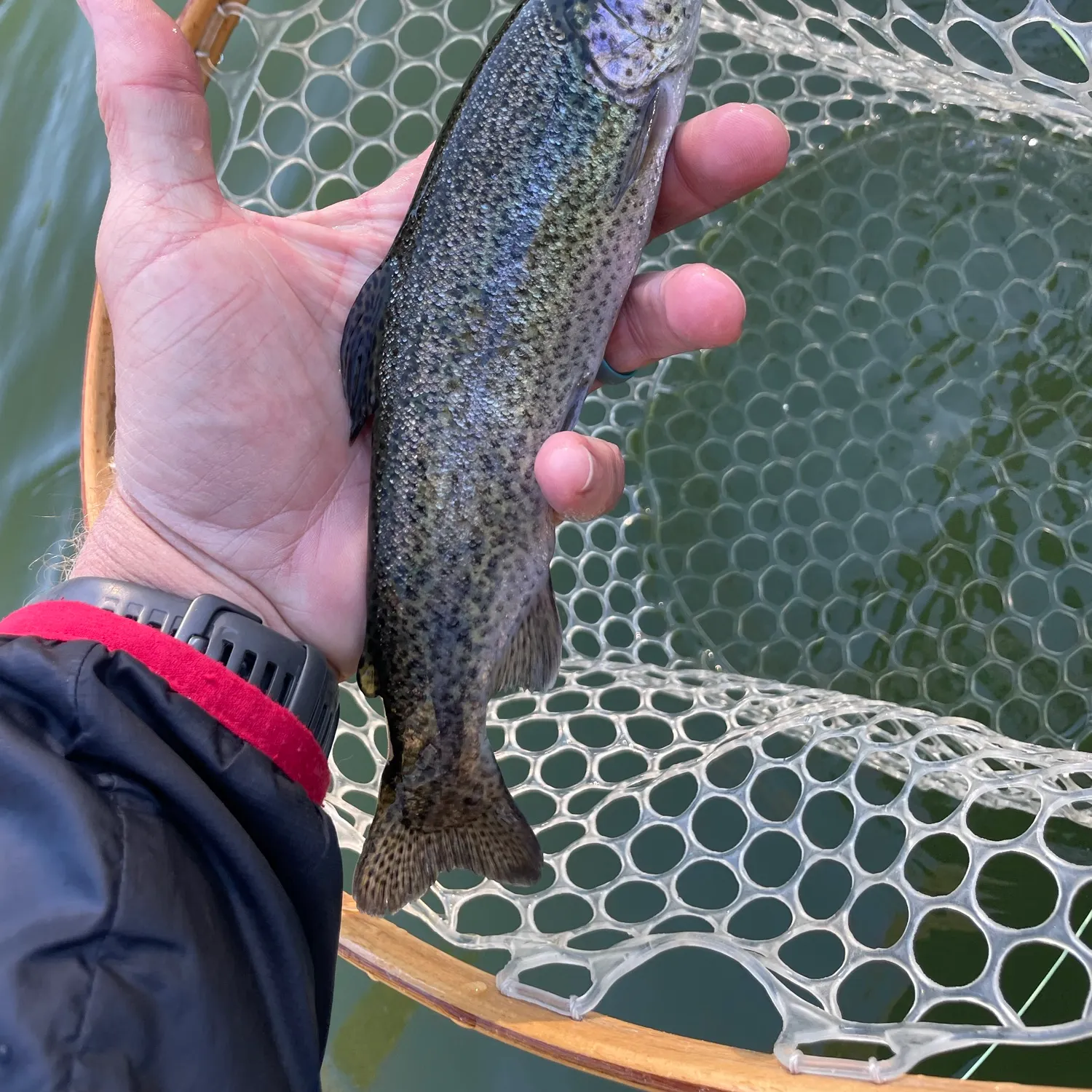 Rainbow trout caught on Fishbrain