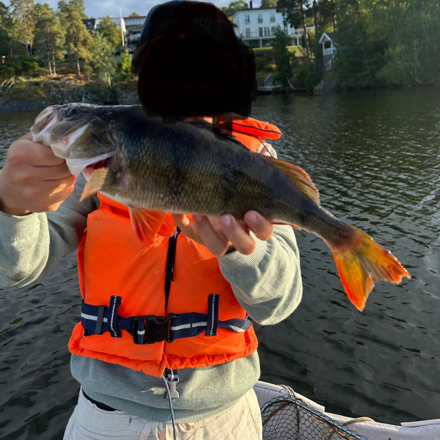 European perch caught on Fishbrain