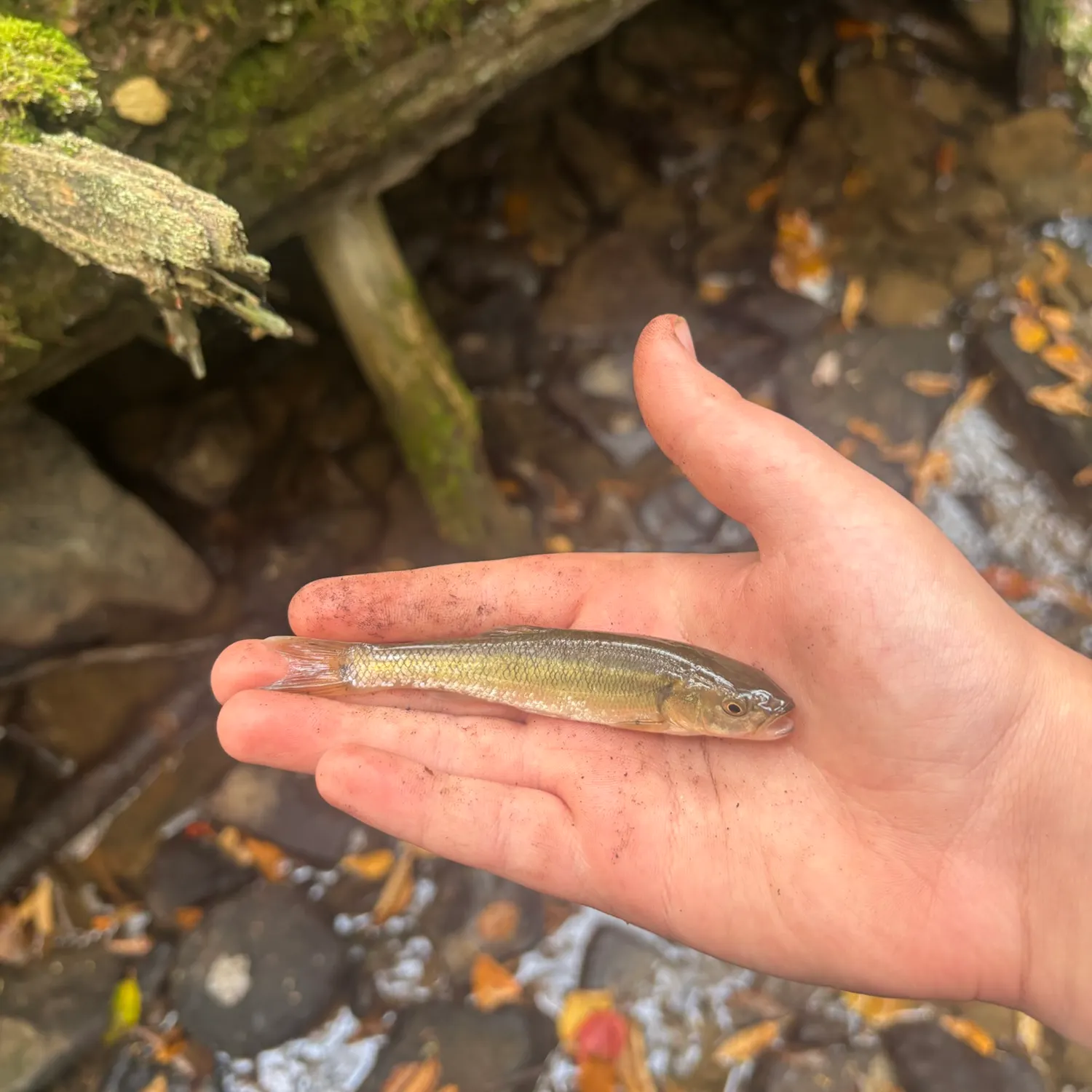 Creek chub caught on Fishbrain