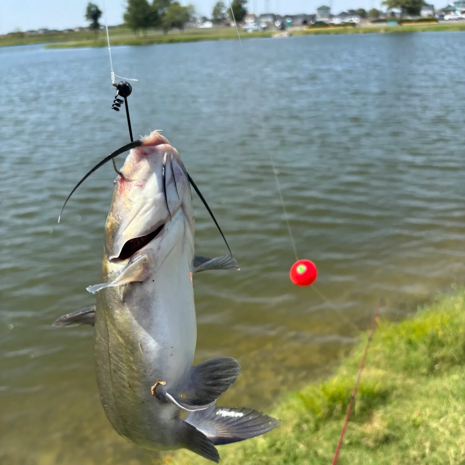 Channel catfish caught on Fishbrain