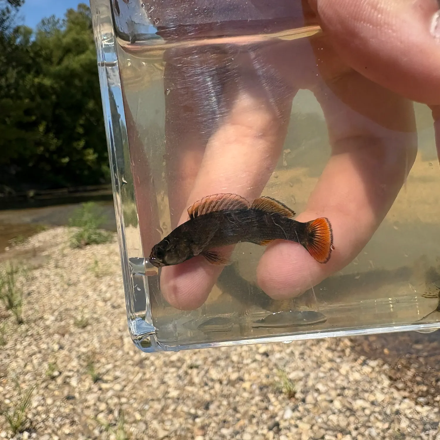 The most recent Bayou darter catches on Fishbrain