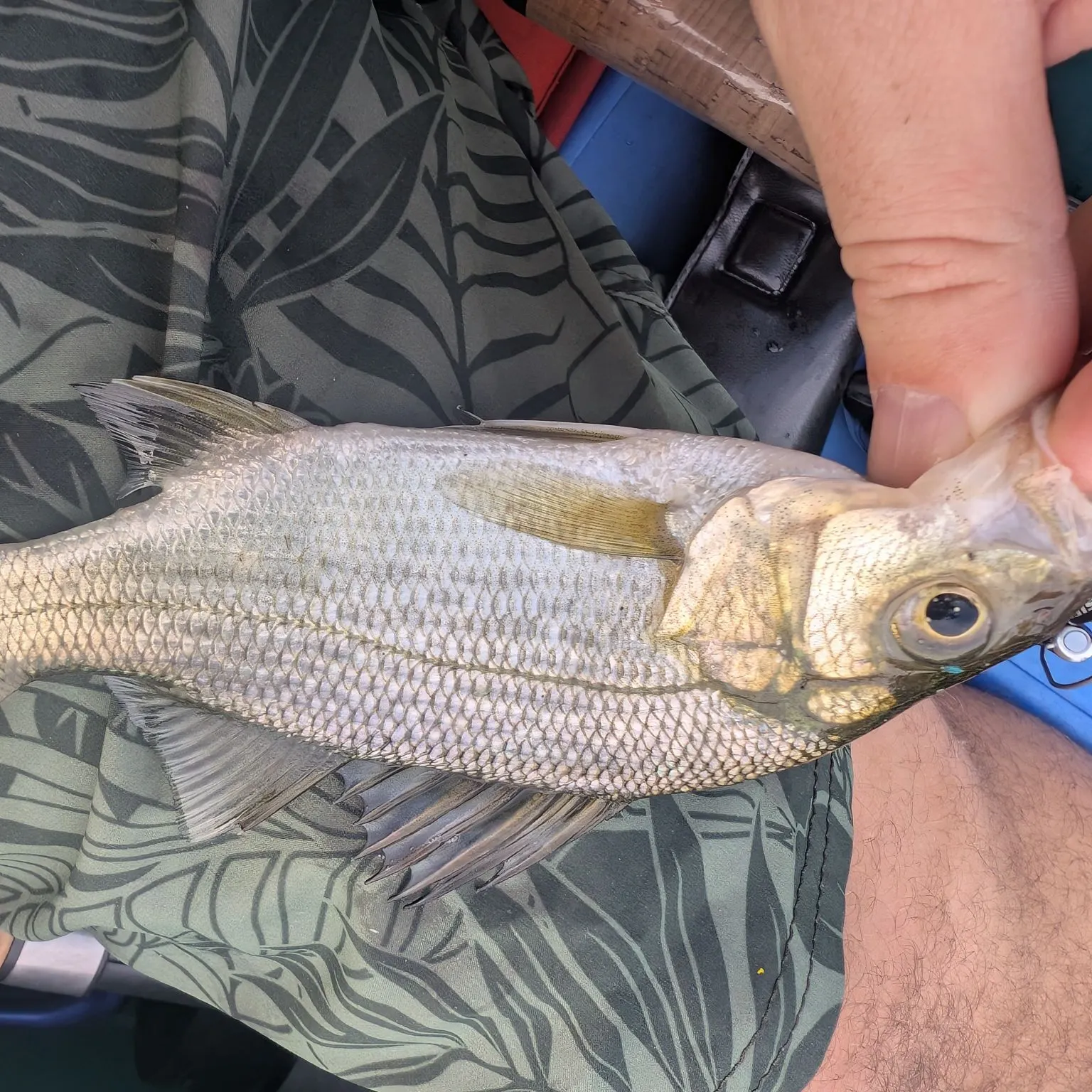 White perch caught on Fishbrain