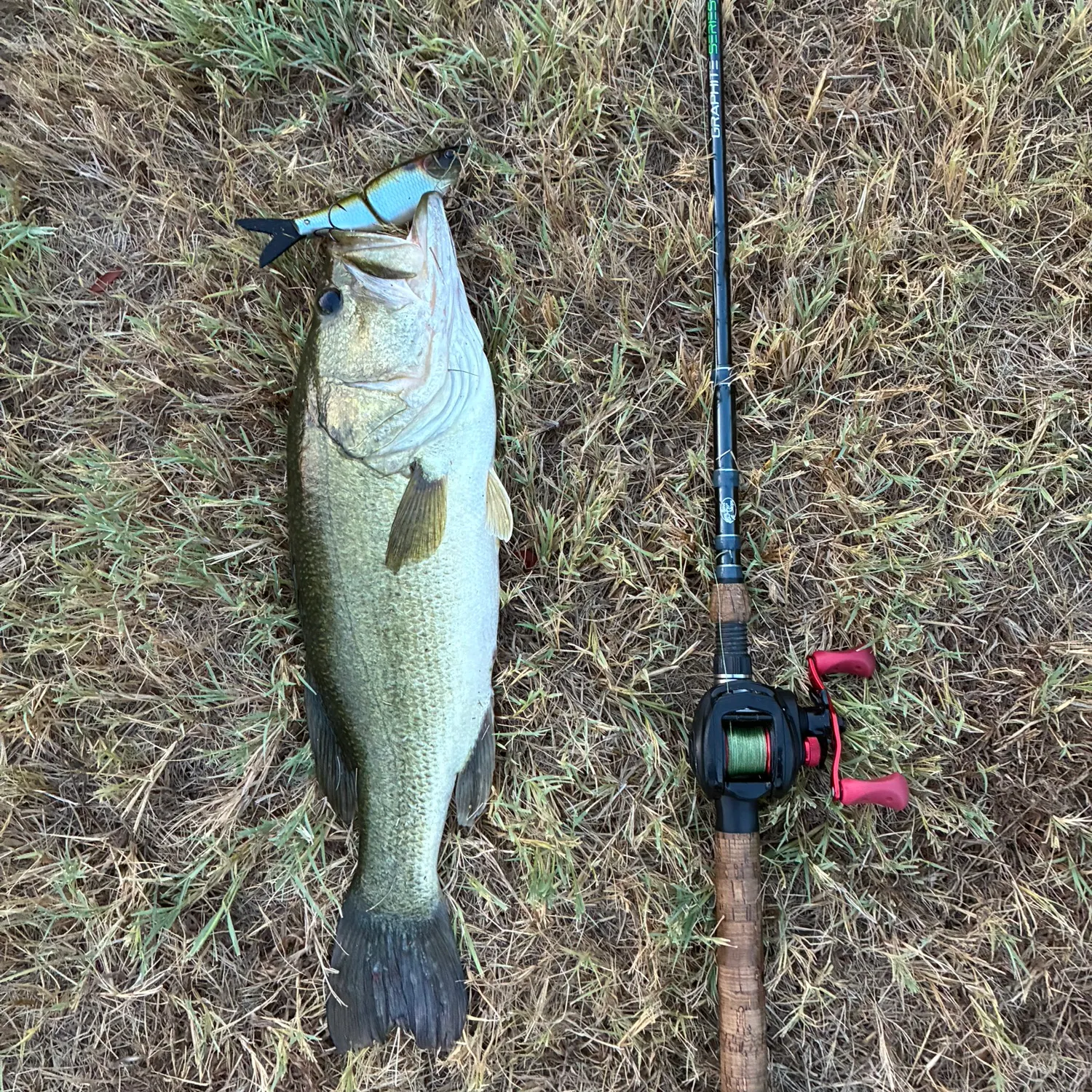 Largemouth bass caught on Fishbrain