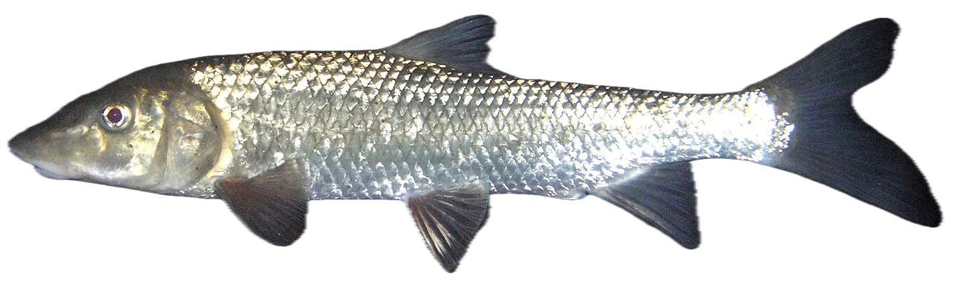 Barbel steed