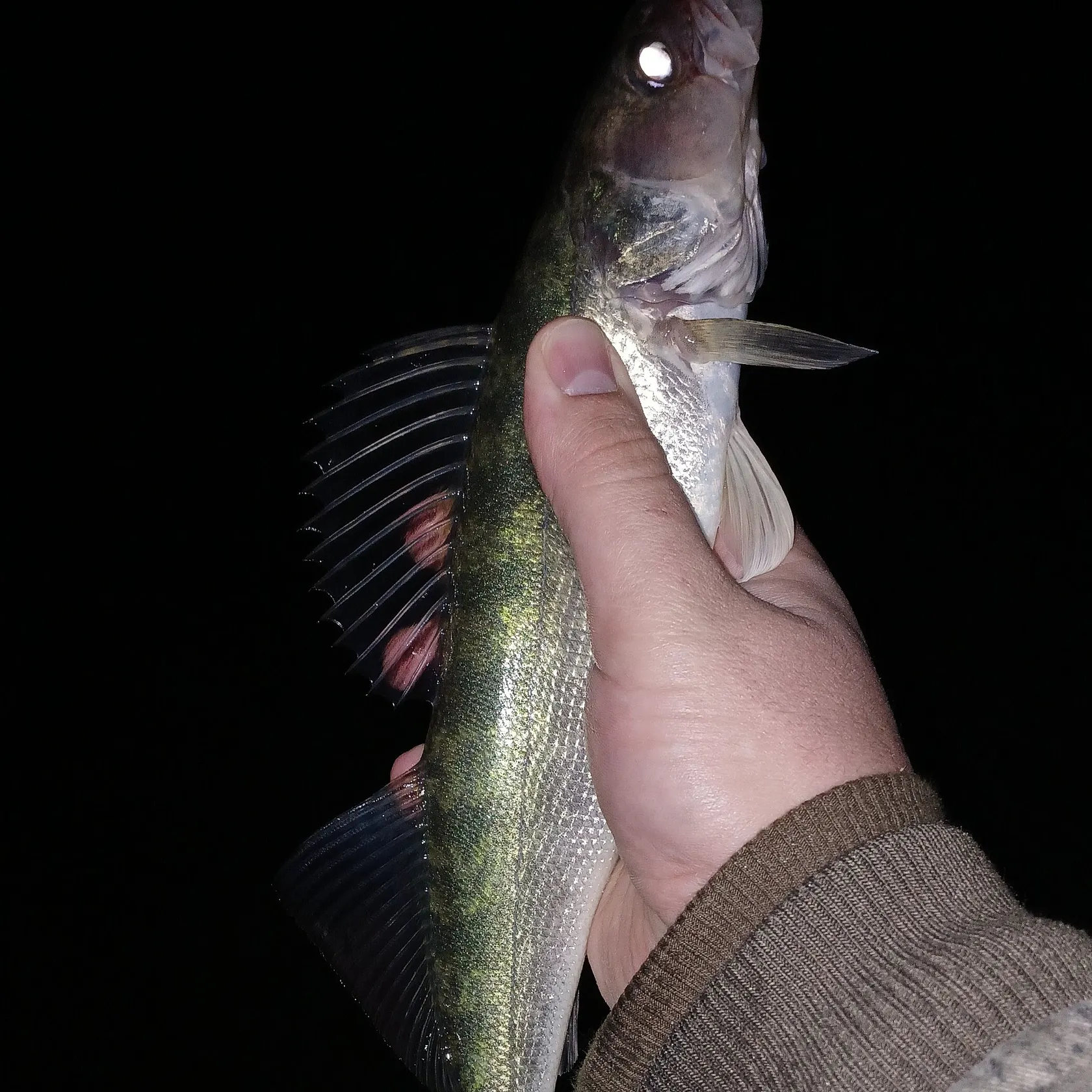 Walleye caught on Fishbrain