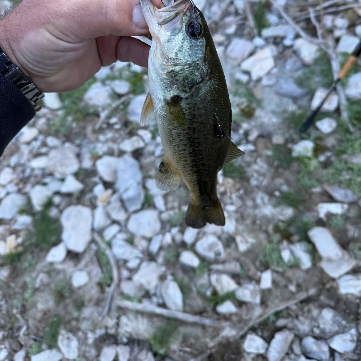 Spotted bass caught on Fishbrain