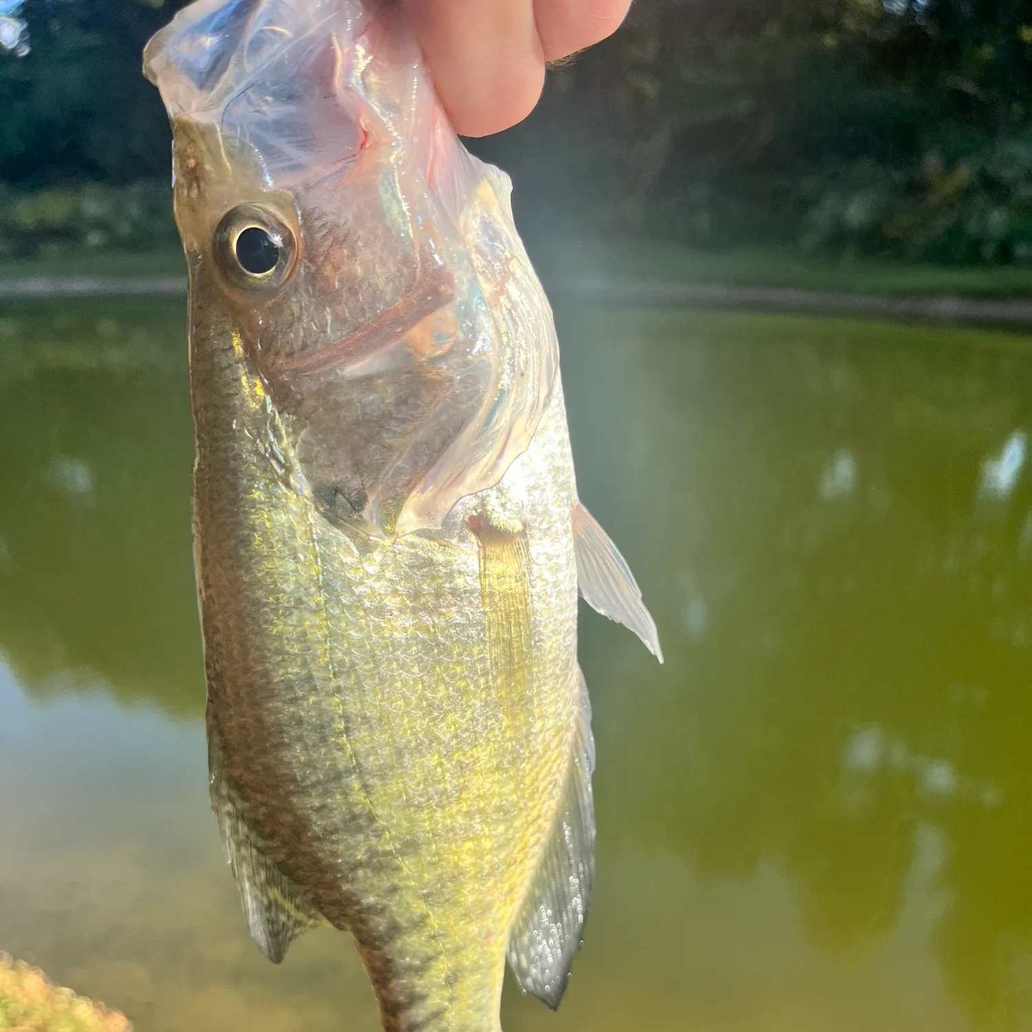 White crappie caught on Fishbrain