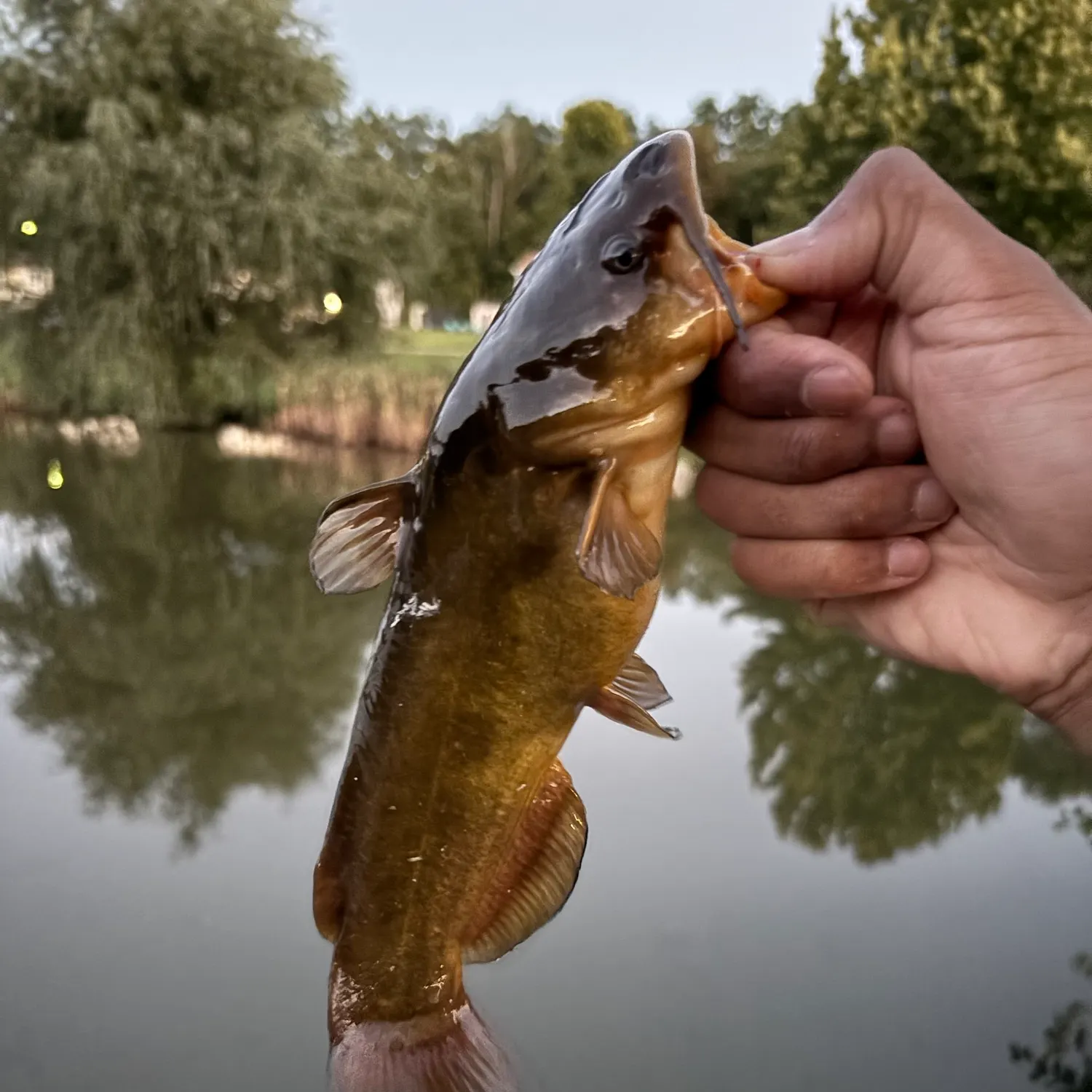 catch