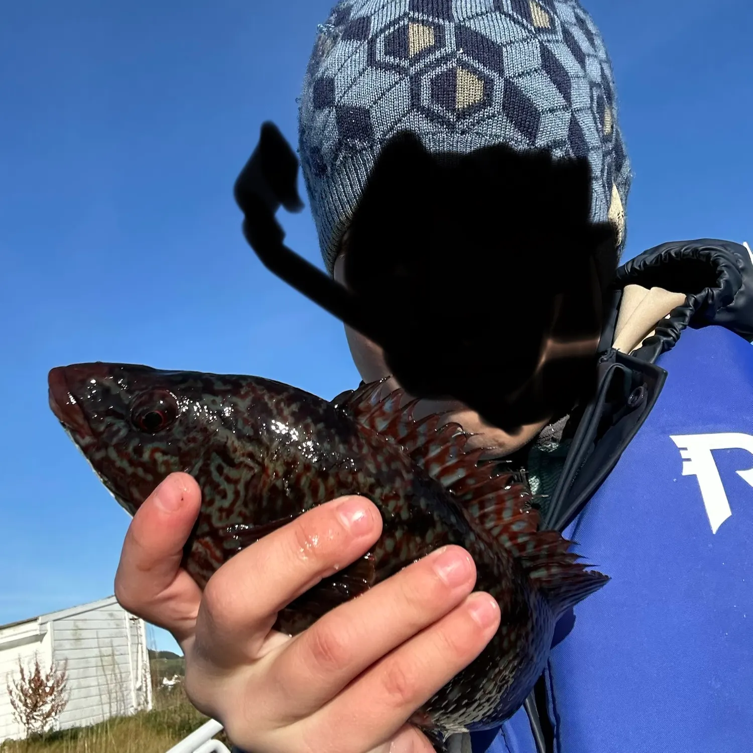 Ballan wrasse caught on Fishbrain