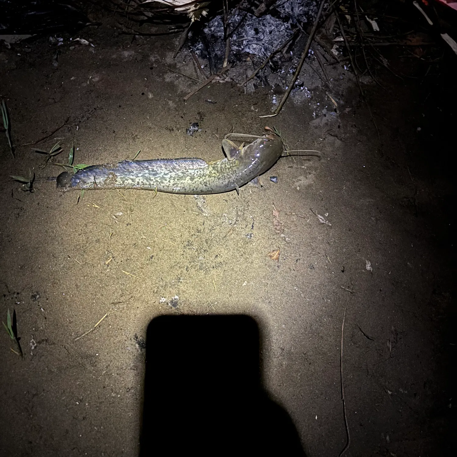 The most recent Wels catfish catches on Fishbrain