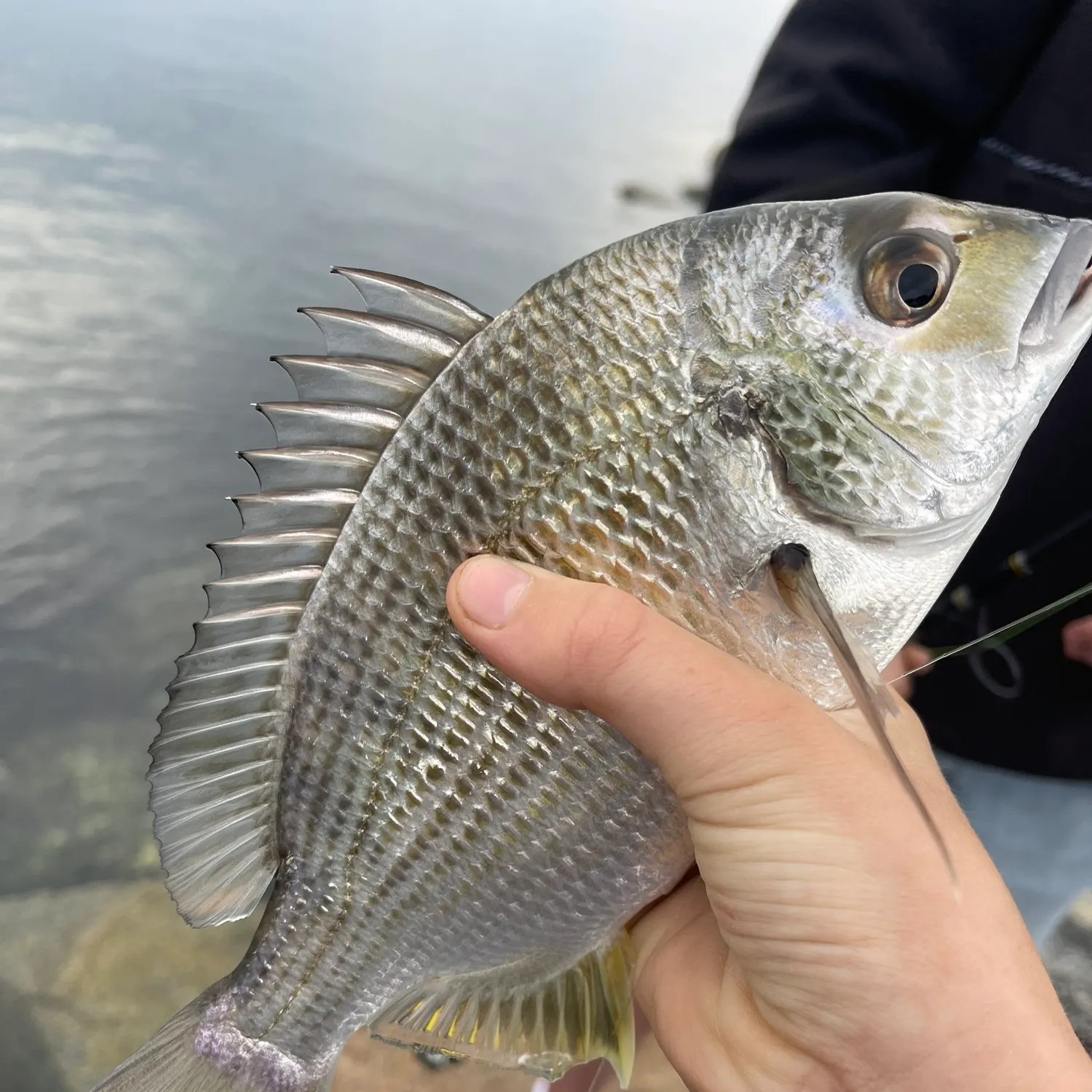 The most recent Surf bream catches on Fishbrain