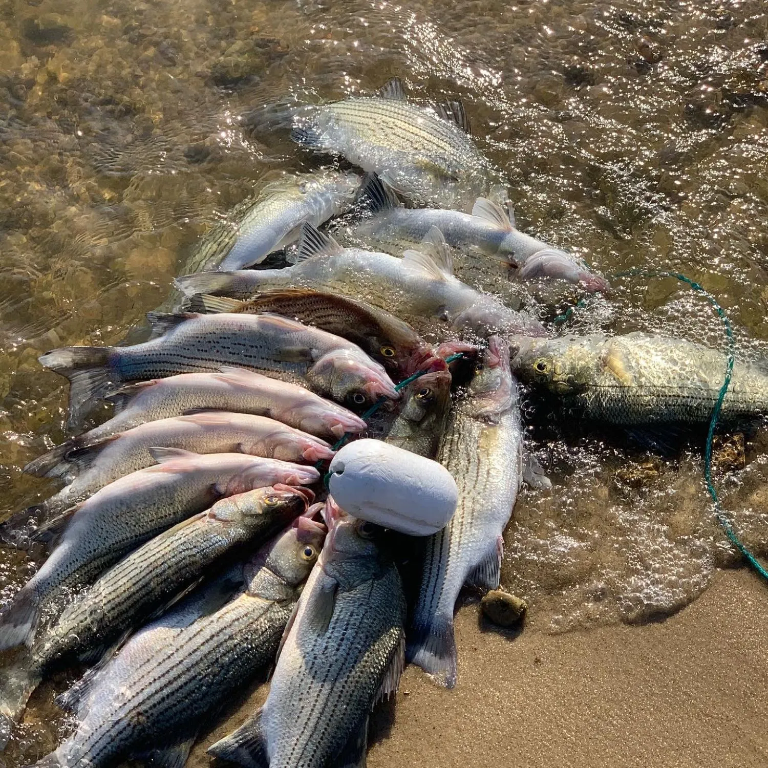 recently logged catches