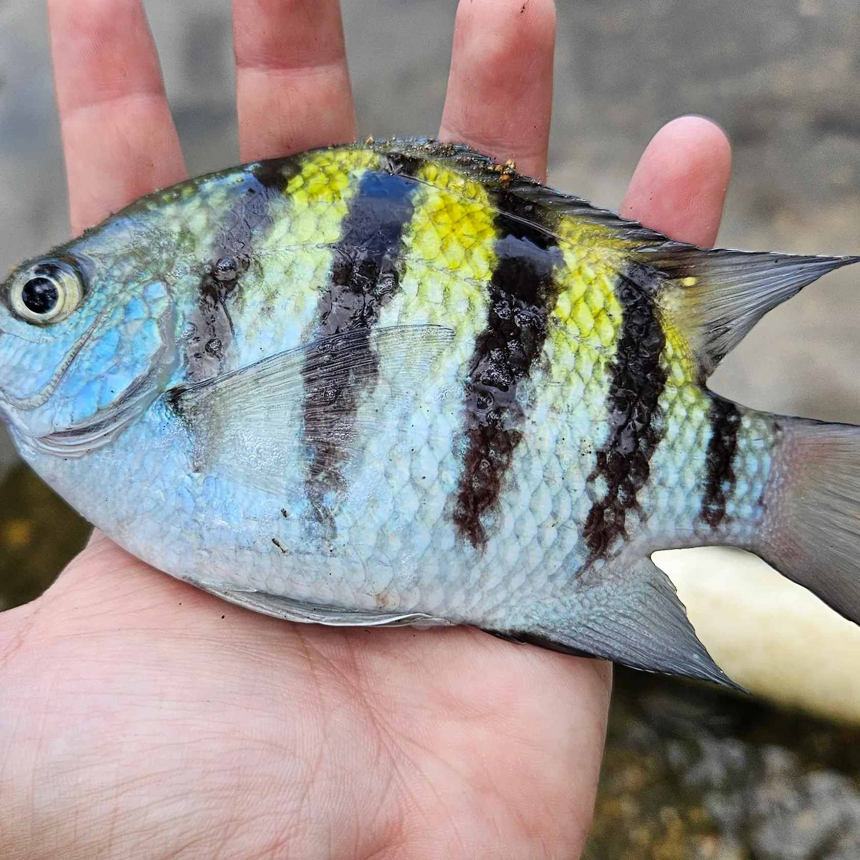 Sergeant-major caught on Fishbrain