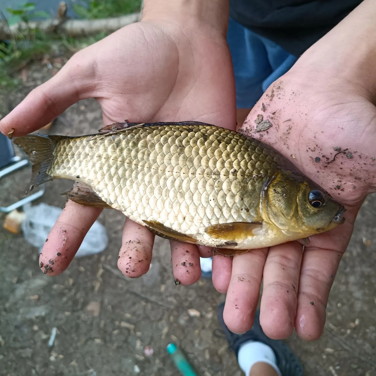 Crucian carp caught on Fishbrain