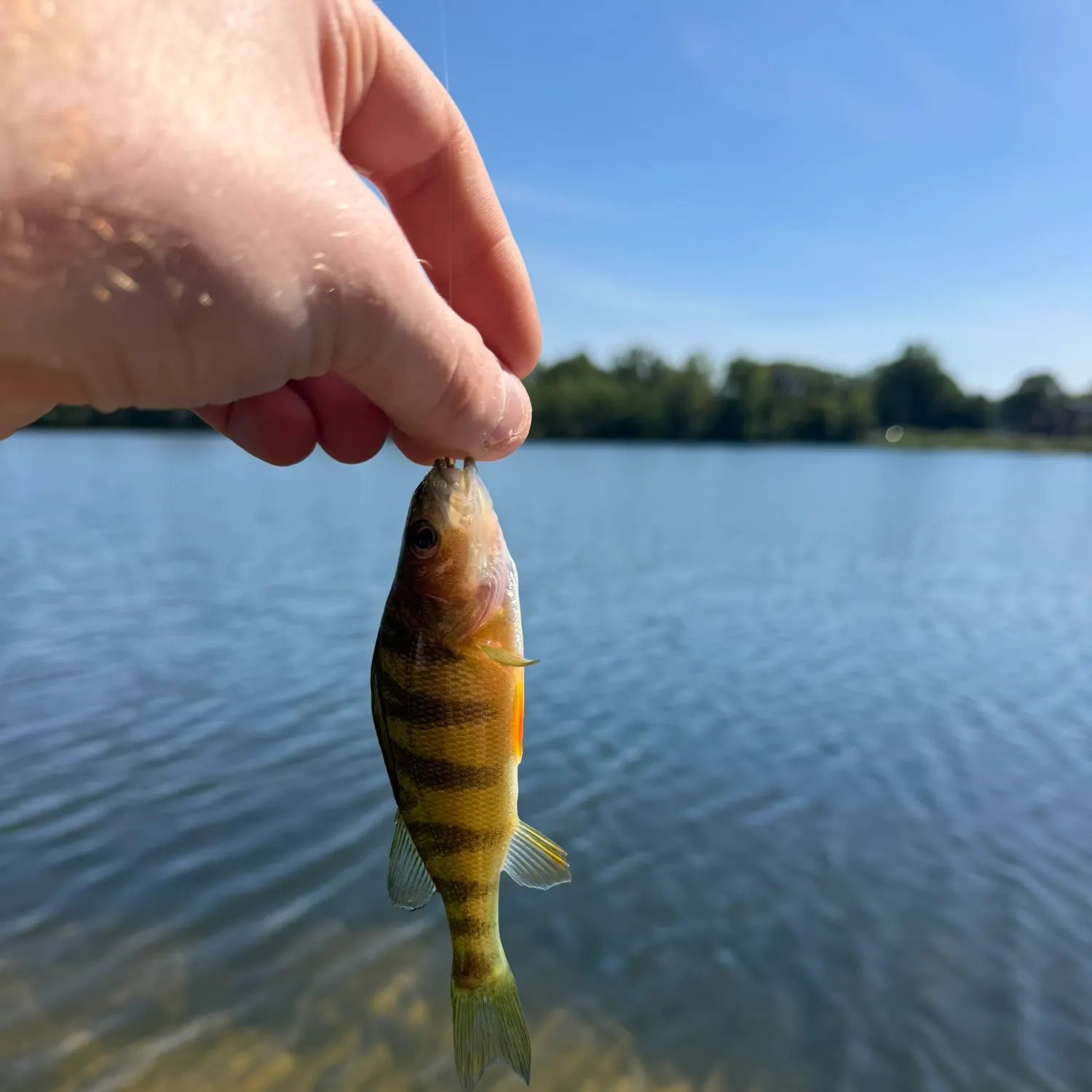Yellow perch caught on Fishbrain