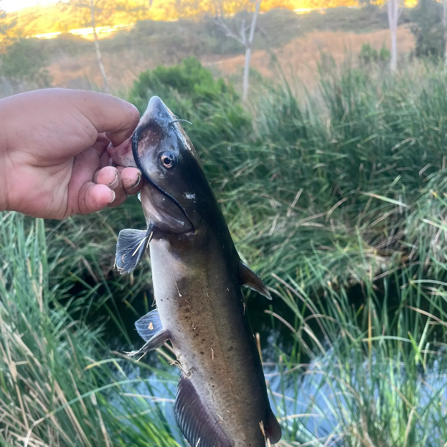 catch