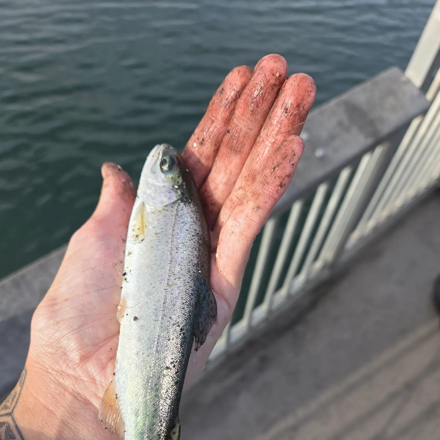 Rainbow trout caught on Fishbrain